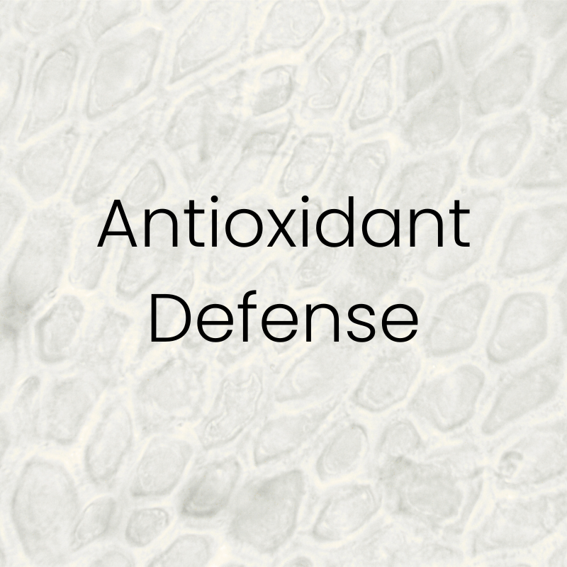 Antioxidant Defense Gray textured background with the words ‘Antioxidant Defense’ centered in clean font. Featured on the Mind Rejuvenation IV Vitamin Infusion page to highlight cellular protection, immune resilience, and the benefits of antioxidant-rich therapy.